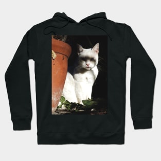 Creepy White Cat Hoodie